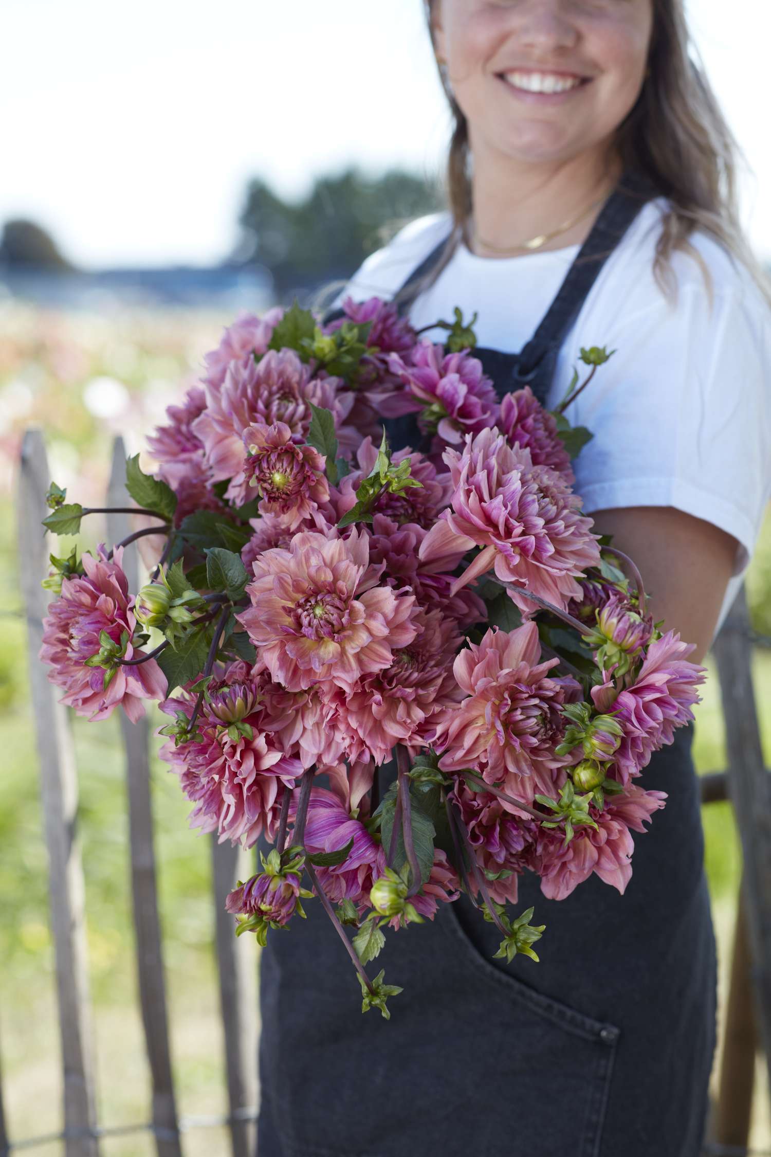 Dahlie 'La Belle Epoque'